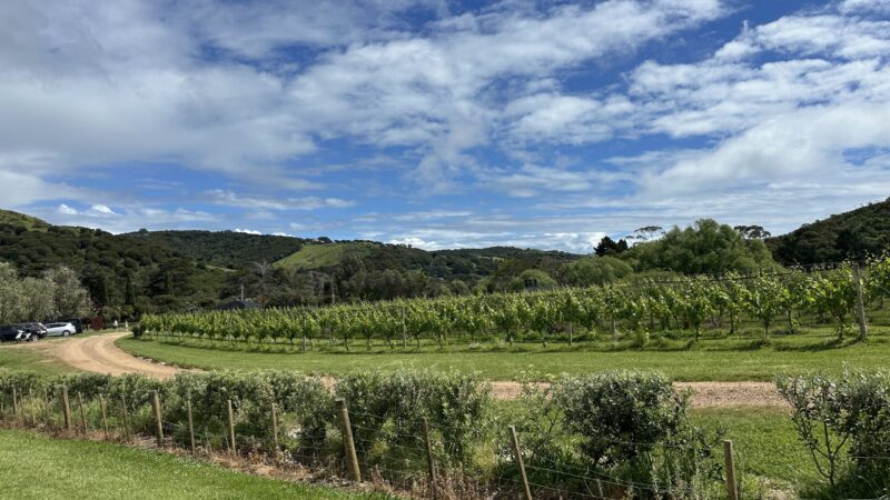 ワイナリー畑