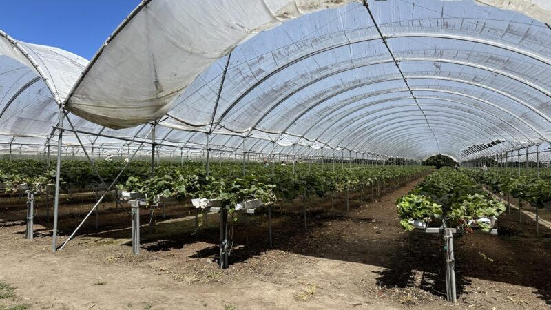 Good Planetのビニールハウス