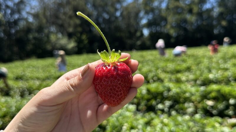 Good Planetのいちご