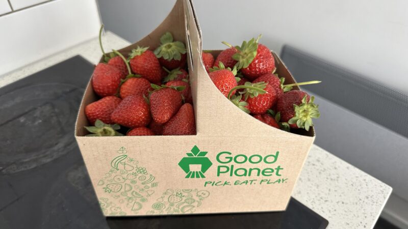 Good Planetでとってきたいちご