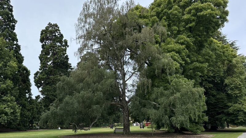 7.ハグレー公園（Hagley Park）
